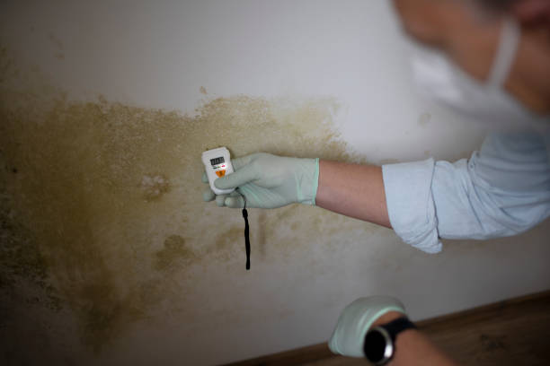 Best Residential Mold Remediation in Kittery Point, ME