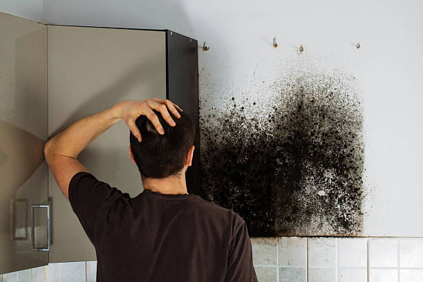 Best Post-Flood Mold Remediation in Kittery Point, ME
